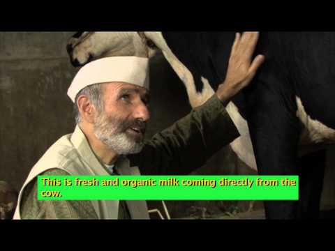 Food With Life - From The Cow Shed, Organic Cows Milk In Healing With Ayurveda